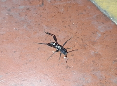 Neoclytus ypsilon