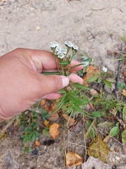 Achillea alpina