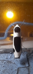Thysanoptyx