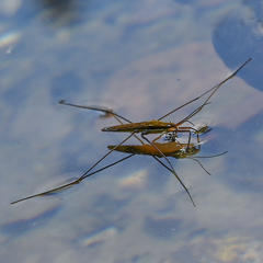 Limnoporus notabilis