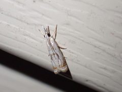 Microcrambus