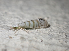 Nectopsyche exquisita
