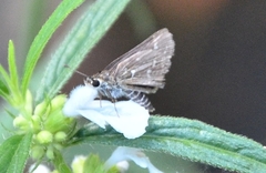 Taractrocera maevius