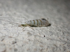 Nectopsyche exquisita