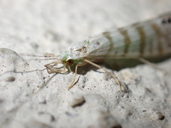 Nectopsyche exquisita