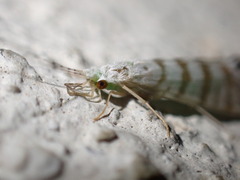Nectopsyche exquisita