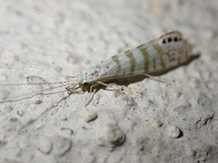 Nectopsyche exquisita
