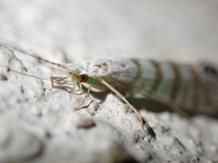 Nectopsyche exquisita