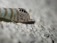 Nectopsyche exquisita