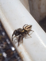 Dendryphantes