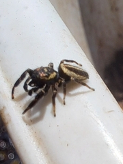 Dendryphantes