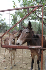 Equus asinus × caballus