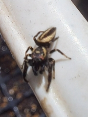 Dendryphantes