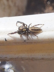 Dendryphantes