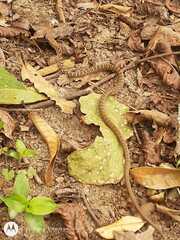 Mastigodryas boddaerti