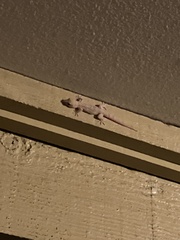 Hemidactylus turcicus