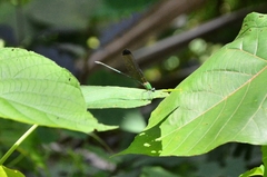Vestalis apicalis