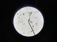 Racomitrium macounii