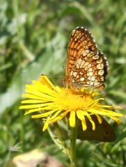 Melitaea athalia