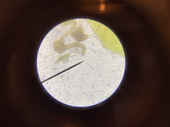 Racomitrium macounii