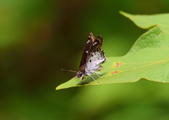 Caprona ransonnettii