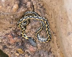 Thamnophis cyrtopsis ocellatus
