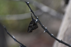 Libytheana carinenta mexicana
