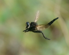 Promachus painteri