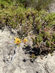 Diuris corymbosa