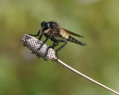Promachus painteri