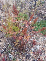 Sorbaria sorbifolia