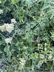 Serjania brachycarpa