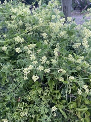 Serjania brachycarpa