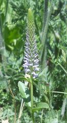 Veronica orchidea