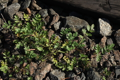 Potentilla supina