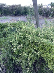 Serjania brachycarpa