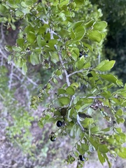 Condalia hookeri