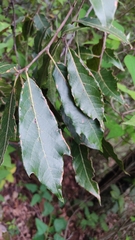 Quercus laurina