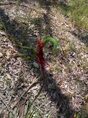 Anigozanthos manglesii