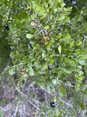 Condalia hookeri