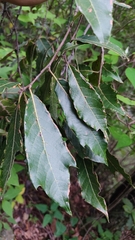 Quercus laurina