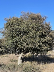 Quercus agrifolia agrifolia