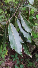 Quercus laurina