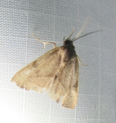 Galgula partita