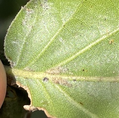 Quercus agrifolia agrifolia