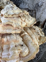 Laetiporus gilbertsonii