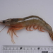 Banana Prawn - Photo (c) tern911, some rights reserved (CC BY-NC), uploaded by tern911
