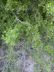 Condalia hookeri