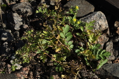 Potentilla supina