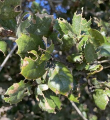 Quercus agrifolia agrifolia